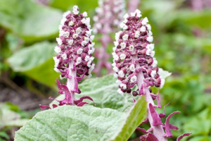 Herbal Remedies used for prevention of migraine